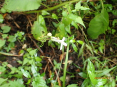 Lobelia vanreenensis