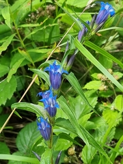 Gentiana asclepiadea