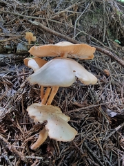 Fungi