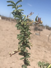 Prosopis palmeri