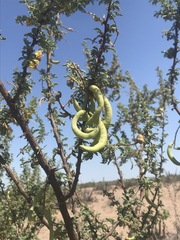 Prosopis palmeri