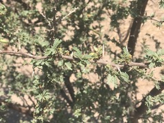Prosopis palmeri