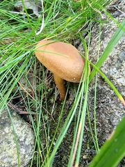 Fungi