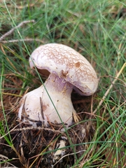 Cortinarius camphoratus