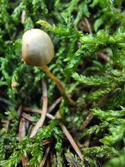 Fungi