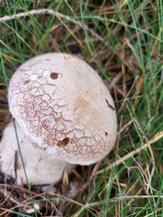 Cortinarius camphoratus
