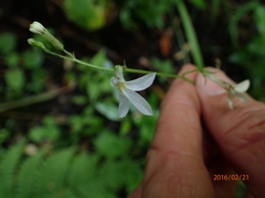 Lobelia vanreenensis