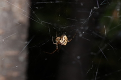 Parasteatoda culicivora