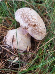 Cortinarius camphoratus