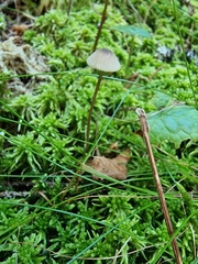 Fungi