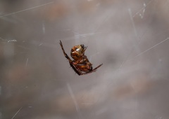 Parasteatoda culicivora