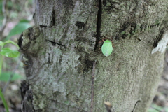 Chlorocoris distinctus