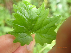 Lobelia vanreenensis