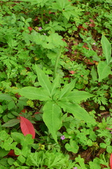 Pinellia pedatisecta