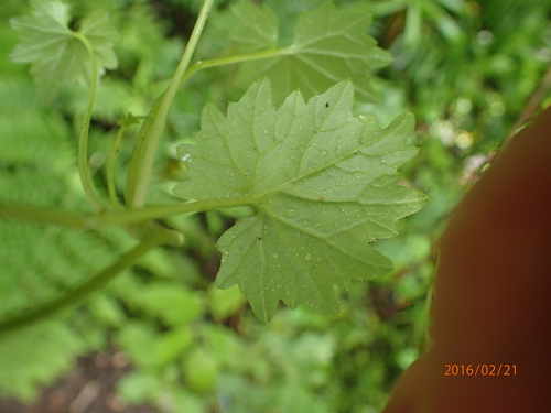 Image of Lobelia vanreenensis by no rights reserved