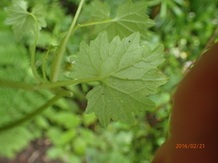 Lobelia vanreenensis