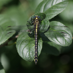 Stylurus notatus