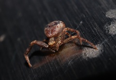 Ebelingia