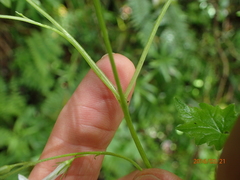 Lobelia vanreenensis