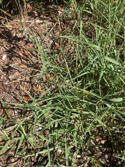 Digitaria bicornis