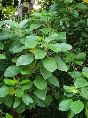 Claoxylon indicum