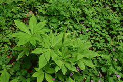 Pinellia pedatisecta