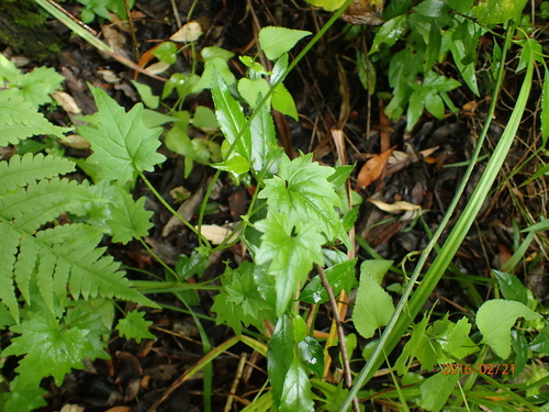 Image of Lobelia vanreenensis by no rights reserved