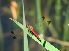 Sympetrum risi