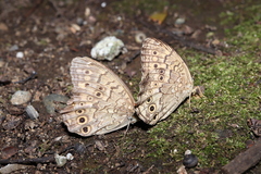 Neope goschkevitschii