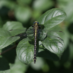 Stylurus notatus