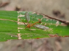 Microtipula
