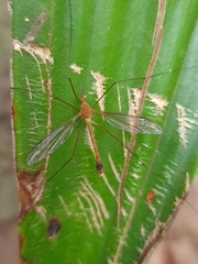 Microtipula
