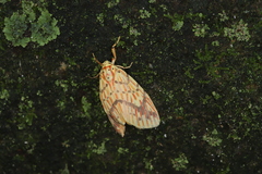 Barsine striata