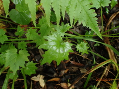 Lobelia vanreenensis