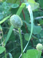 Anemone cylindrica