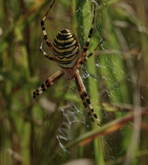 Argiope bruennichi