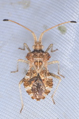 Centrocoris spiniger