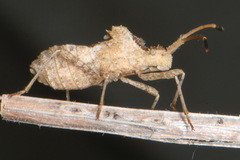 Centrocoris spiniger