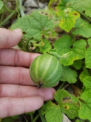 Cucurbitales