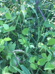 Anemone cylindrica