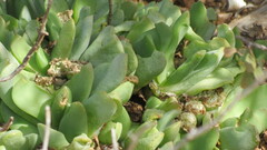 Glottiphyllum carnosum