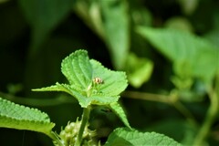 Cheilomenes sexmaculata