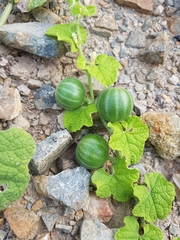 Cucurbitales
