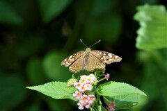 Junonia lemonias