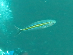Caesio caerulaurea