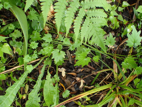 Image of Lobelia vanreenensis by no rights reserved