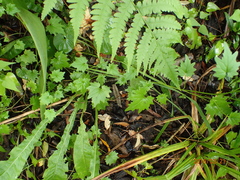 Lobelia vanreenensis