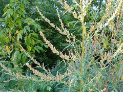 Artemisia vulgaris