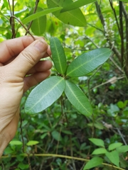 Gymnanthera oblonga