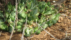Glottiphyllum carnosum